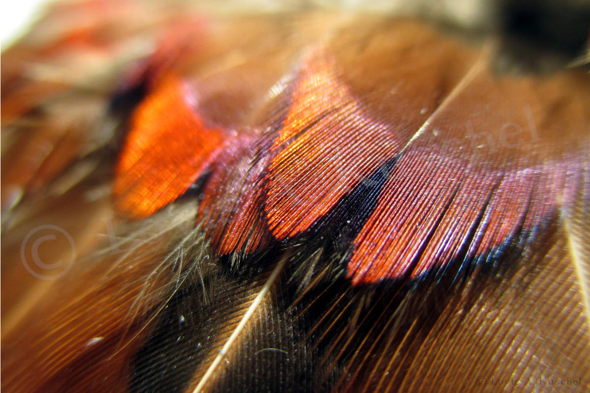 Federschmuck Herzstueck Nahaufnahme