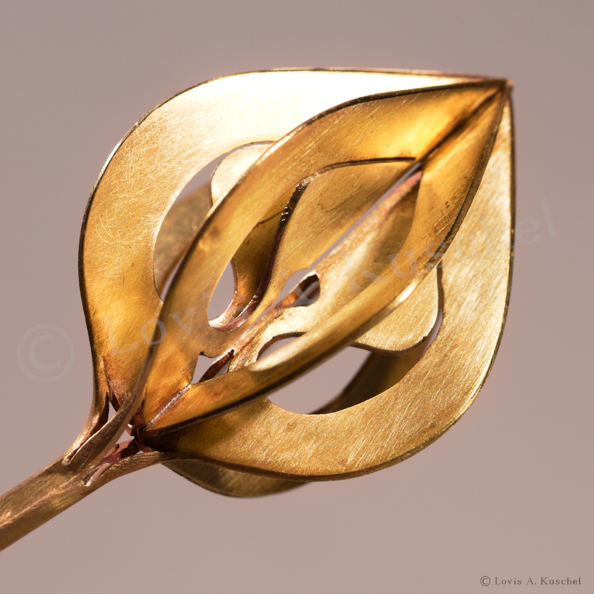 Messingrankenknospe im Detail